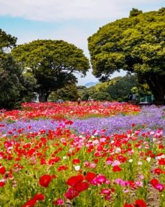 のこのしまアイランドパーク　春①